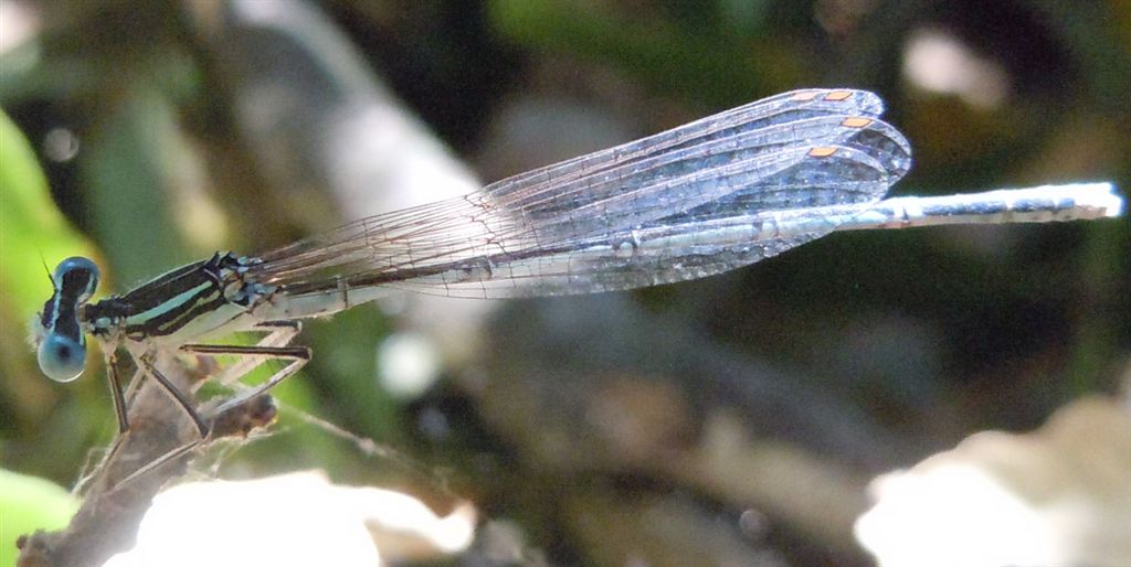 Platycnemis pennipes?